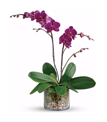 Orchids - Kathy's Florist Fort Lauderdale Flower Delivery