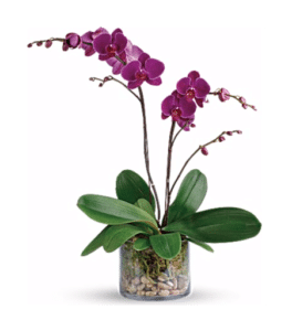 Orchids - Kathy's Florist Fort Lauderdale Flower Delivery